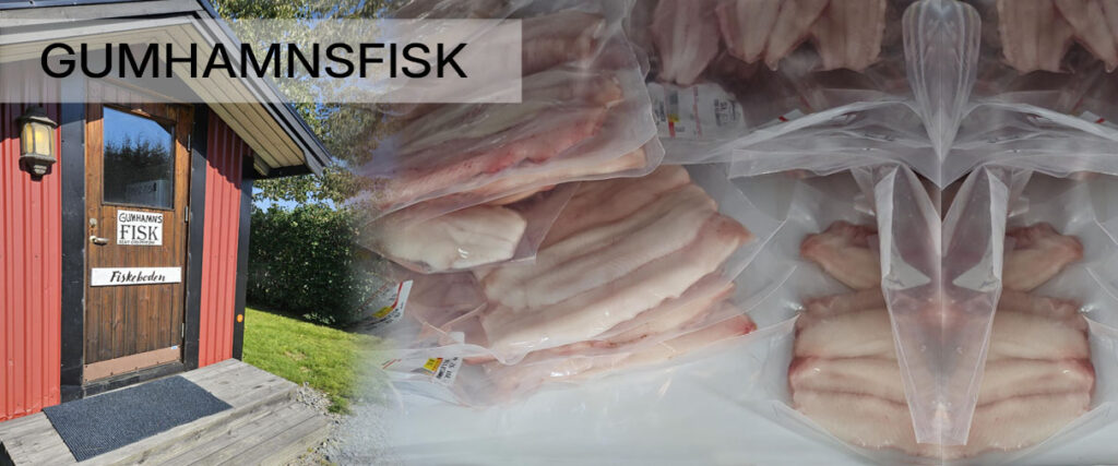 Gumhamnfisk1
