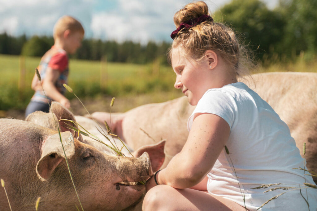 Grisar och barn i hagen
